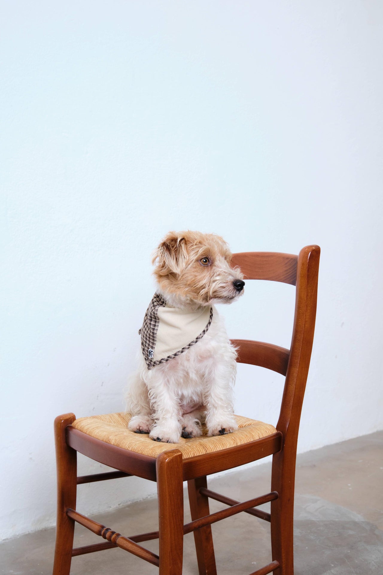 The Loyal Companion Doggy Bandana