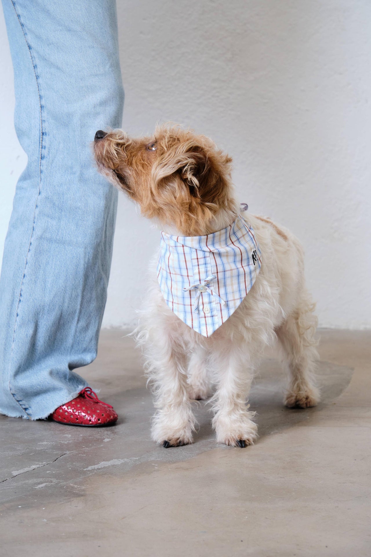 The Picnic Doggy Bandana